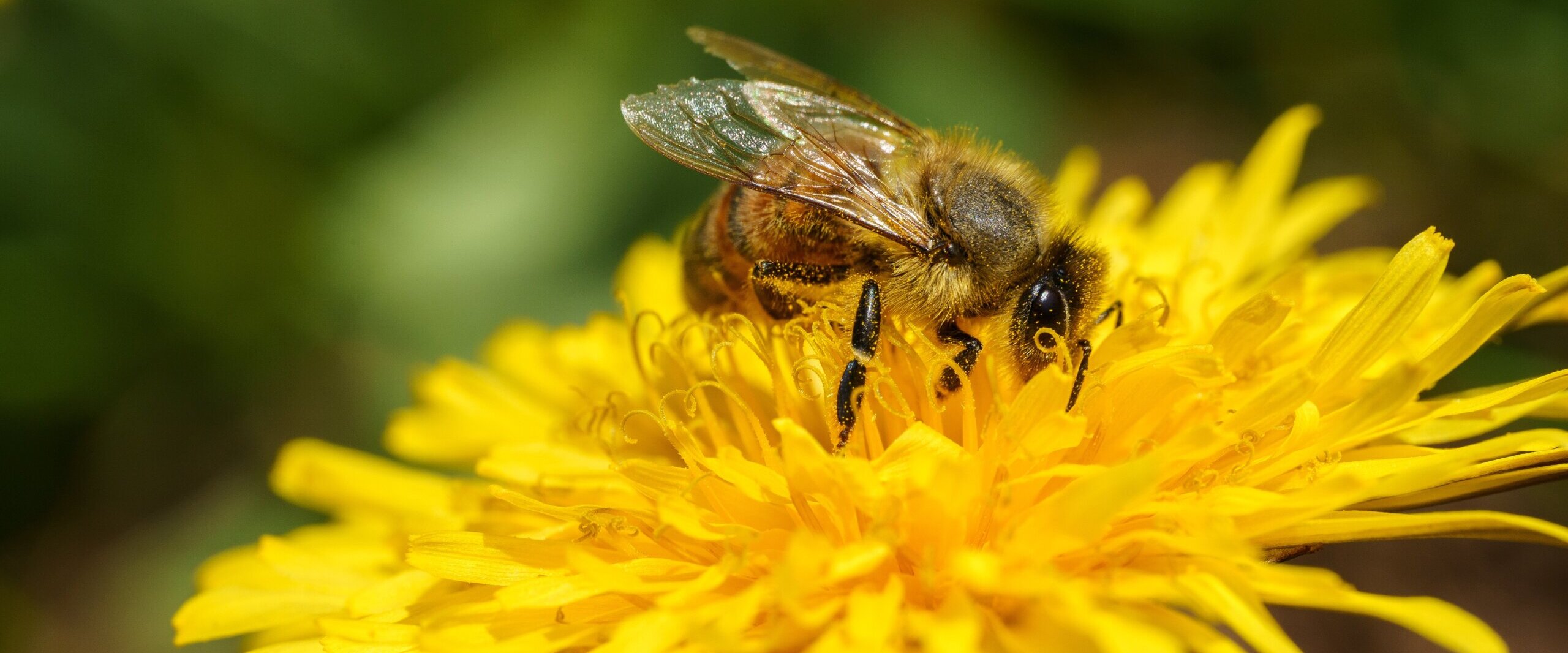 Biene auf Blume