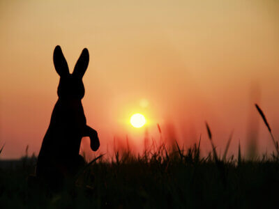 Feldhase, Osterhase vor goldenem Sonnenuntergang